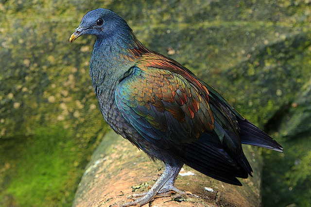 Pigeon de Nicobar