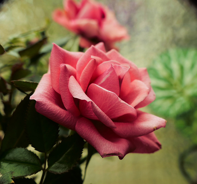 Rose Rose