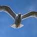 Gulls in flight 2 (1)