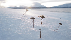 Stellaria crassifolia or Valeriana sambucifolia? Lapland, Norway