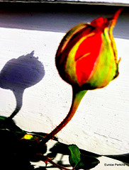 Bud And Its Shadow,
