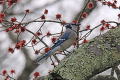 Blue jay, red leaves