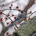 Blue jay, red leaves