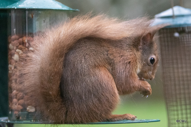 Red SQuirrel