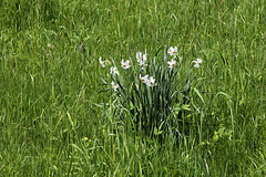 Wilde Narzissen (Narcissus poeticus) - an der Argen