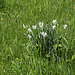 Wilde Narzissen (Narcissus poeticus) - an der Argen