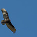 Circling Turkey Vulture