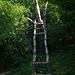 Лестница без ступеней в лесу на берегу Бакотского залива / Stairs without steps in the forest on the shore of the Bay of Bakota