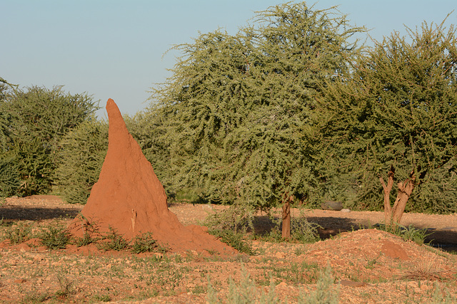 Namibia, Dwelling of Termites in the Game Reserve of Erindi