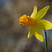 257/366: Glorious Golden-Cupped Daffodil