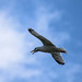 Gulls in flight 3