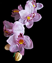 Silk orchid