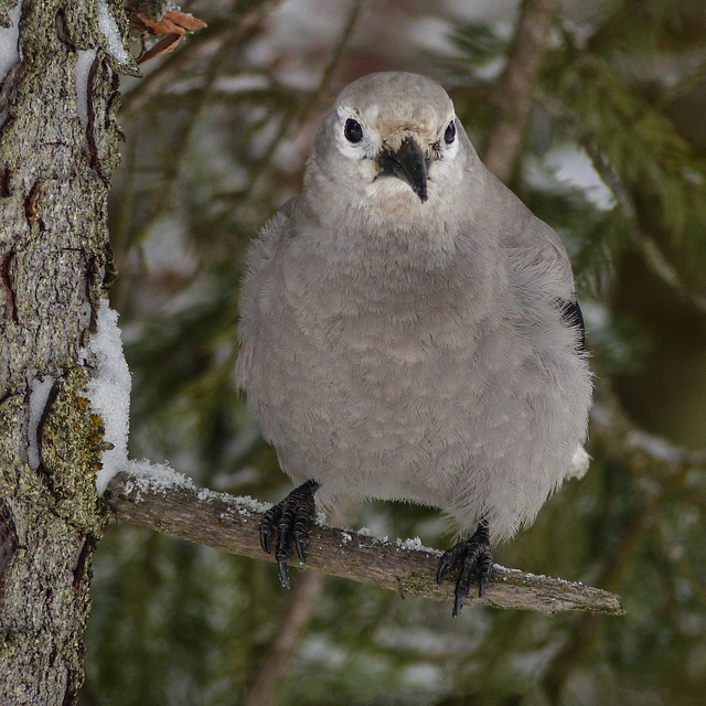 Clark's Nutcracker / Nucifraga columbiana