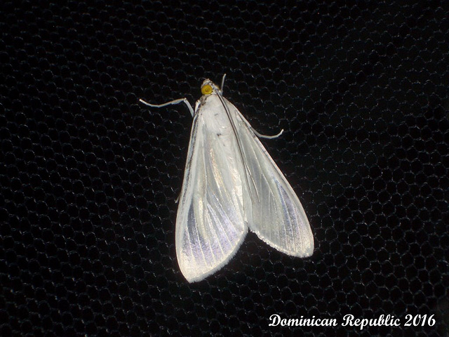 DR051 Palpita flegia (Satin White Moth)