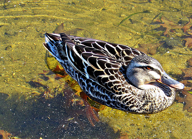 Contented Duck.