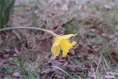 Daffodil Bokeh