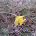 Daffodil Bokeh