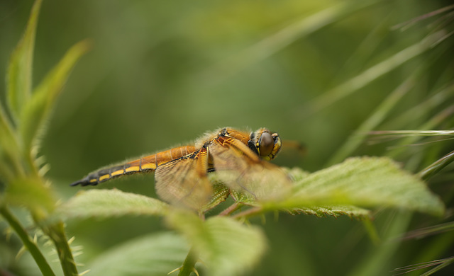 Four-spotted Chaser (2)