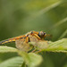 Four-spotted Chaser (2)