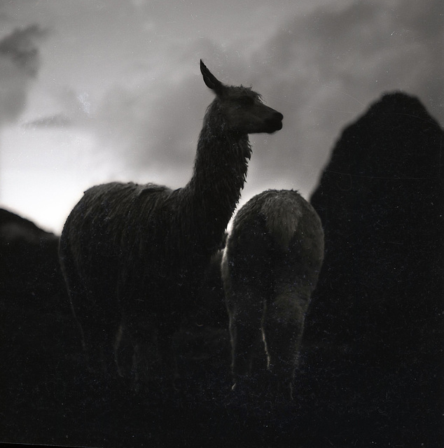 Machu Picchu llamas in 1964