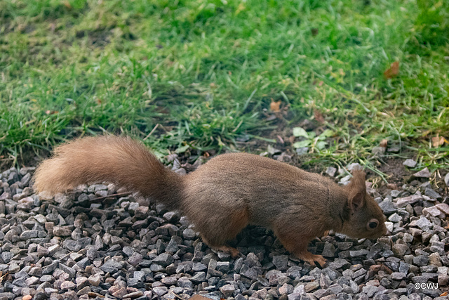Red SQuirrel