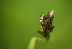 Buggy Nymphs