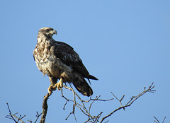Hawk, I think a Red Tailed