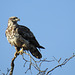 Hawk, I think a Red Tailed