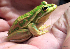 tree-frog