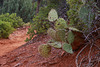 Brins Mesa Trail and Prickly Pear Cactus