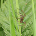 Nursery Web Spider Male