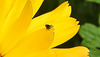 20200520 7546CPw [D~LIP] Ringelblume (Calendula officinalis), Rapskäfer - Insekt, Bad Salzuflen