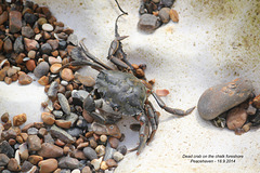 Dead crab  Peacehaven 18 9 2014
