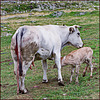 Rochemolles : il vitellino è appena nato - la mucca lo ripulisce dal sangue del parto - J.Garcia club dice : E la mamma fa tutto da sola...