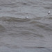 It was even too windy for some seabirds to fly so they floated on the waves