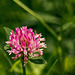Red Clover 01