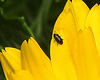 20200520 7547CPw [D~LIP] Ringelblume (Calendula officinalis), Rapskäfer - Insekt, Bad Salzuflen
