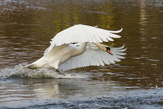 scottish swan