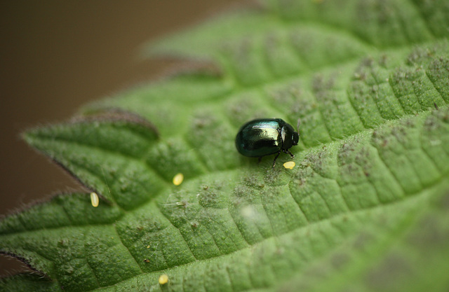 Metallic Flea Beetle