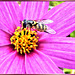 Hoverfly on Cosmea... ©UdoSm