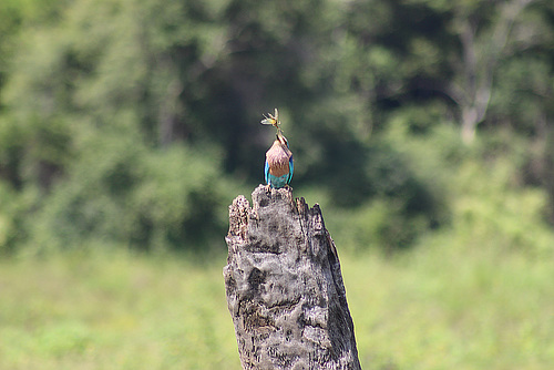 Bird with his Catch