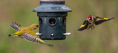 Greenfinchg and goldfinch