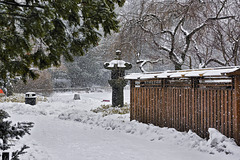 Under Snow – Brooklyn Botanic Garden, New York, New York