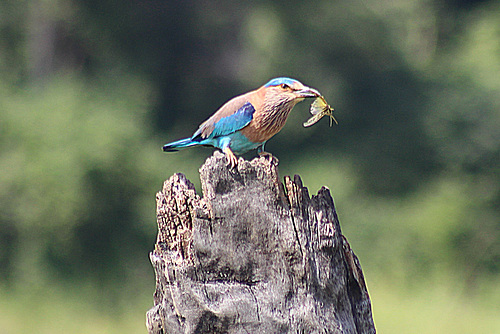 Small Bird, About to Eat