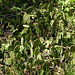 Endangered Eastern Prickly Pear, Pt Pelee