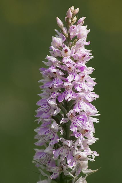 Common Spotted Orchid 03