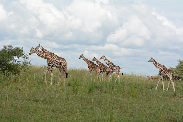 Uganda, Six Giraffes in the Savannah at Murchison Falls National Park