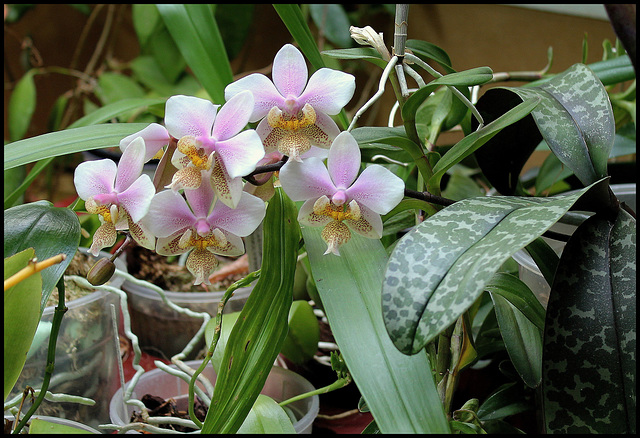 Phalaenopsis wiganae (1)