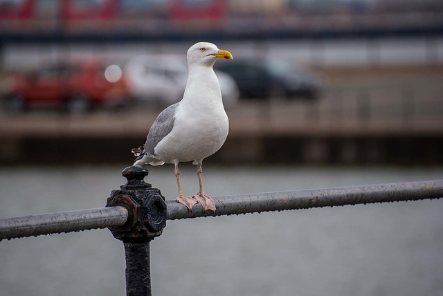 Lone gull at New Brighton