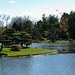 Japanese Pond in Autumn